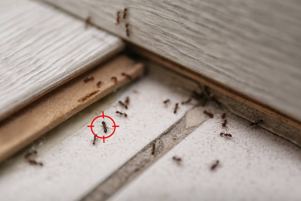 Professional Pest Control in Alamo, TN