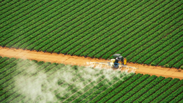 Best Ant Control Services  in Alamo, TN