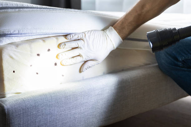 Best Pest Prevention Services  in Alamo, TN