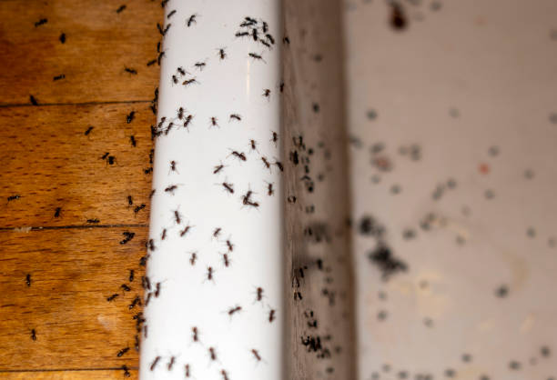 Pest Prevention Services in Alamo, TN